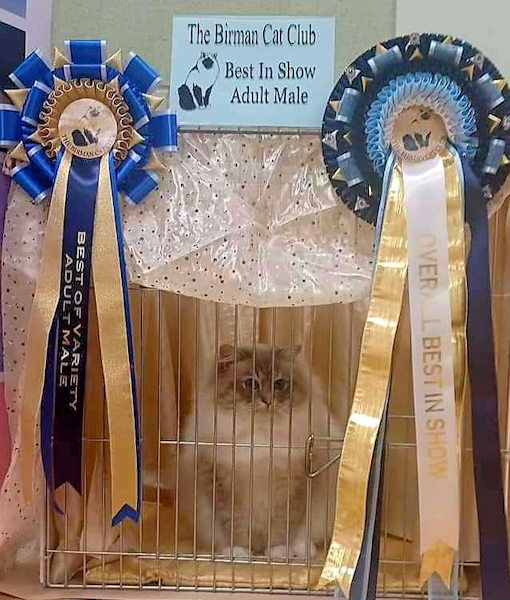 Birman Cat Club Show 2023 -  Overall Best in Show - IGr Ch Ashannas Celtic Tiger (SBI a21) owned and bred by Ms A Slevin